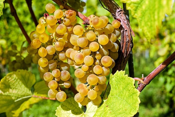 Team-building découverte du vignoble et des vins