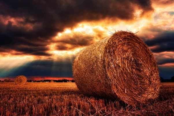 un champ de Puisaye au coucher du soleil, paysage de votre prochain séminaire d'entreprise écoresponsable.