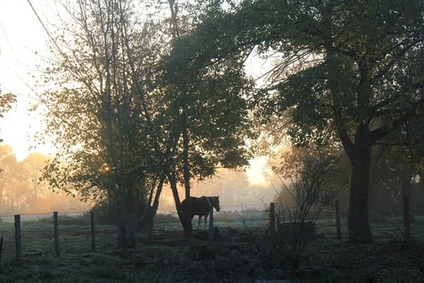 Un cheval se repose dans le silence de la campagne de Puisaye.