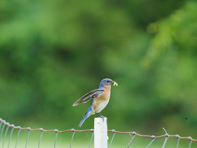 Un oiseau typique de nos région à observer durant un séminaire à a campagne